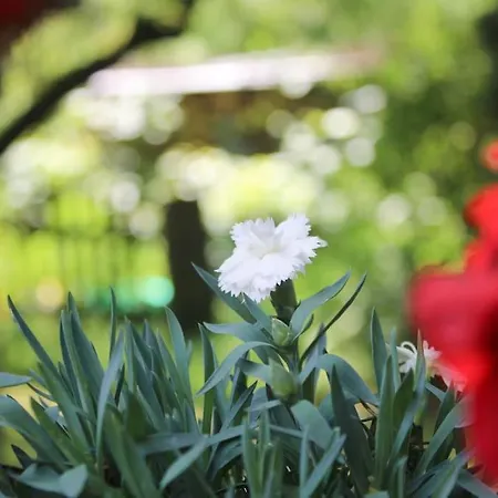 Drevenice U Azzyho * Lacnov